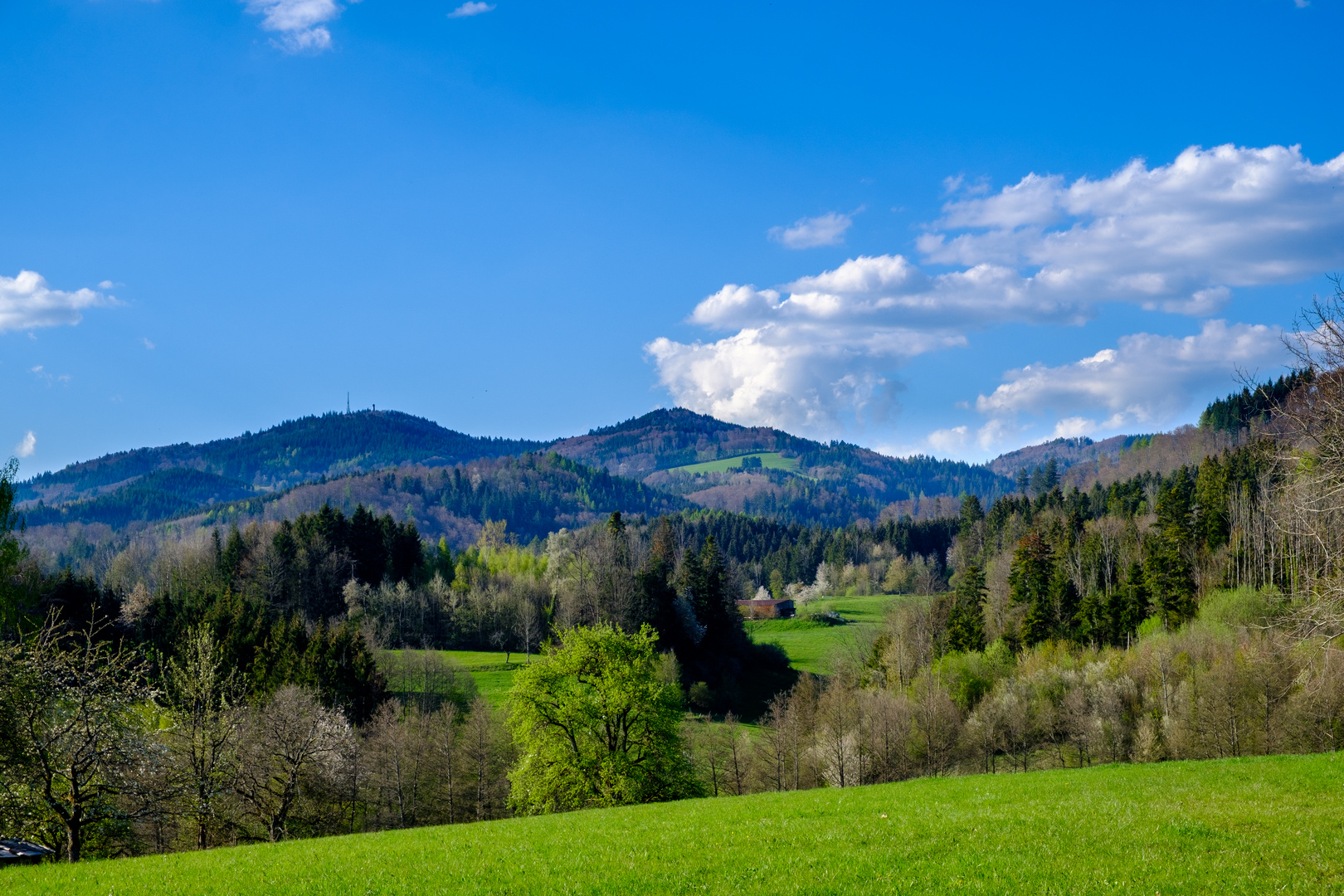 Frühling im Schwarzwald