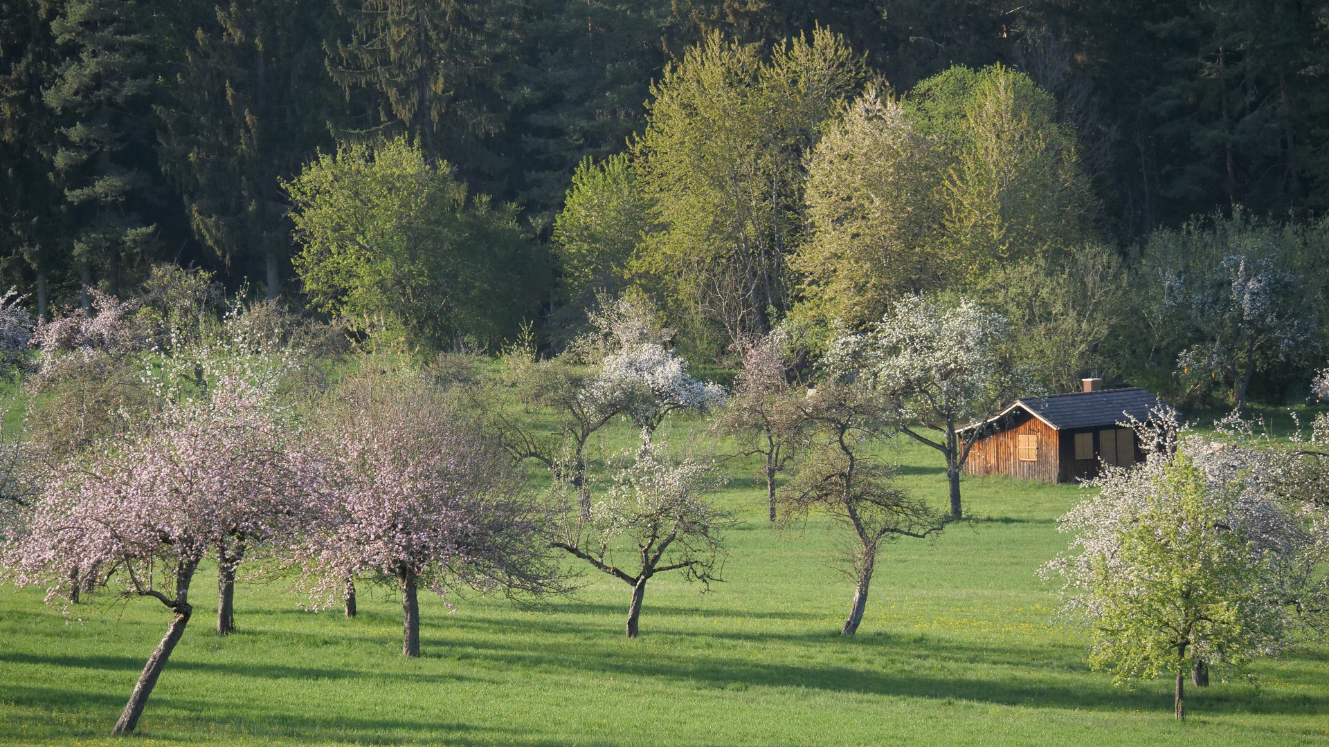 Frühling im Schwarzwald