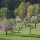 Frühling im Schwarzwald