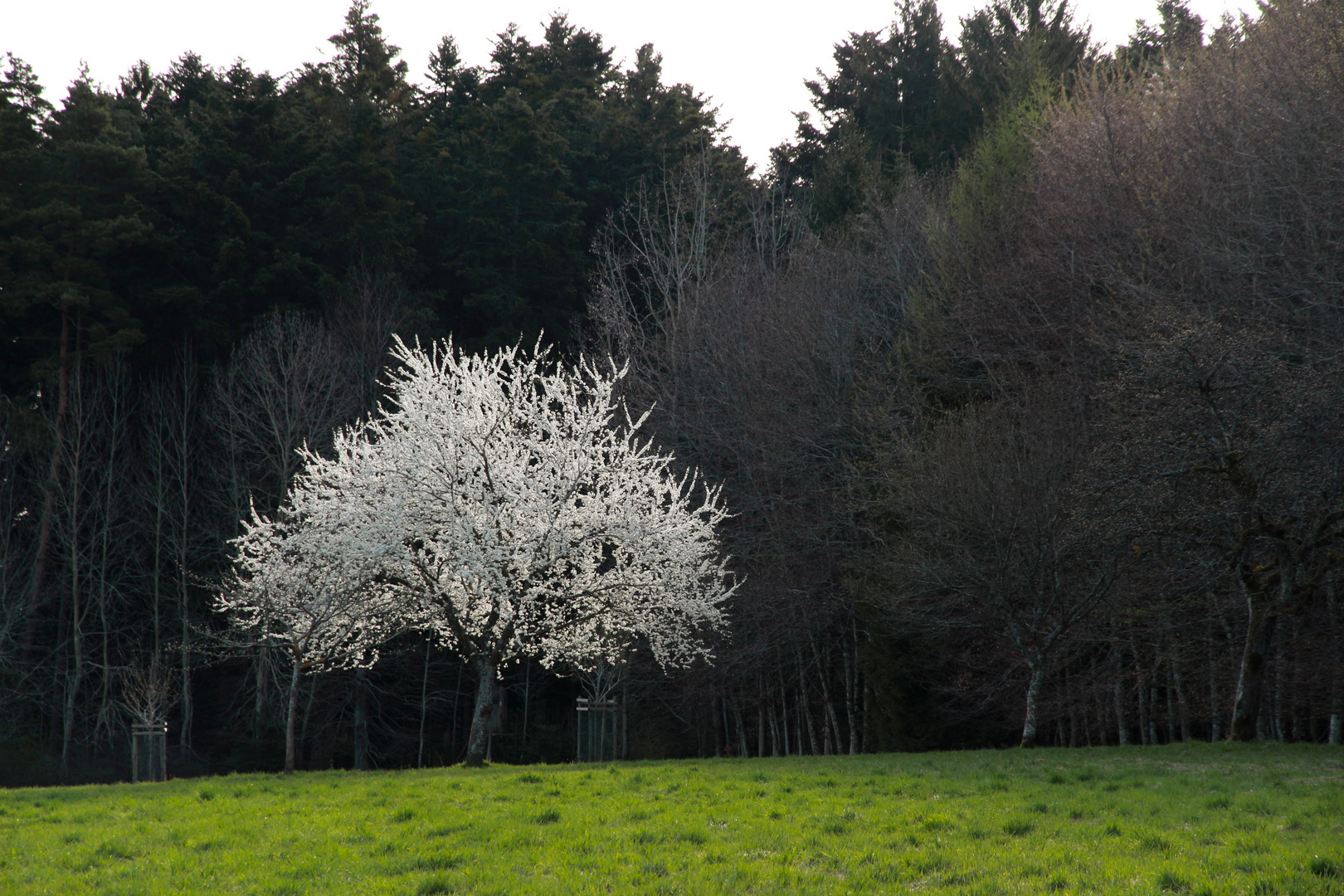 Frühling im Schwarzwald