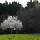 Frühling im Schwarzwald