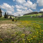 frühling im schwarzwald