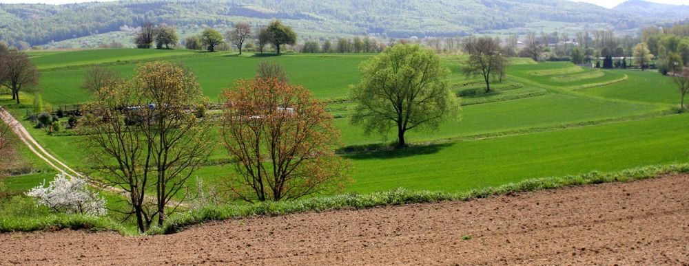 Frühling im Schwarzwald