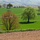 Frühling im Schwarzwald