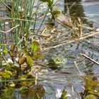 Frühling im See