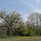 Frühling im Seichböhl 01