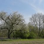 Frühling im Seichböhl 01