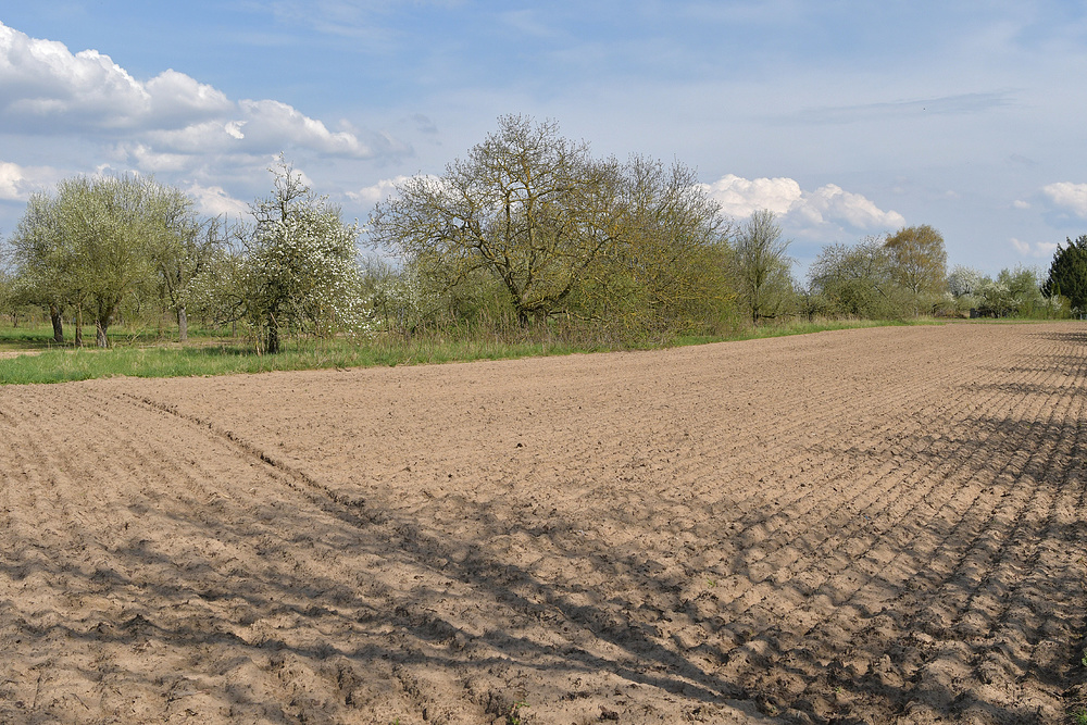 Frühling im Seichböhl 02