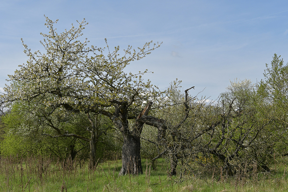 Frühling im Seichböhl 03