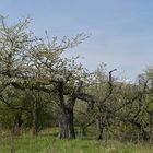 Frühling im Seichböhl 03