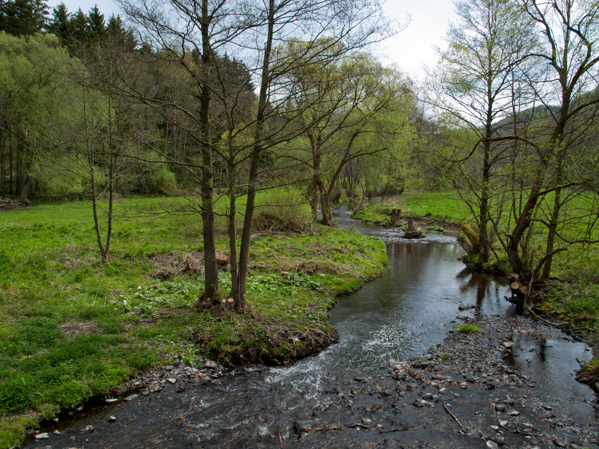 Frühling im Selketal