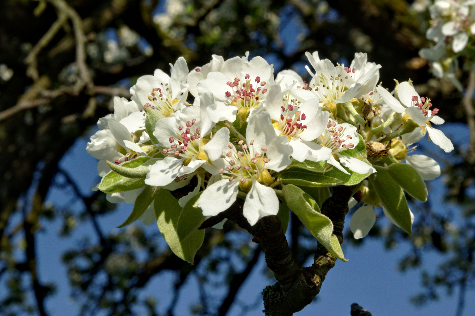 Fruehling im Siebengebirge