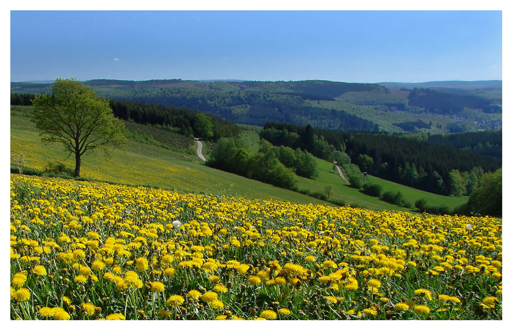 Frühling im Siegerland - Rothaarsteig