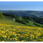 Frühling im Siegerland - Rothaarsteig