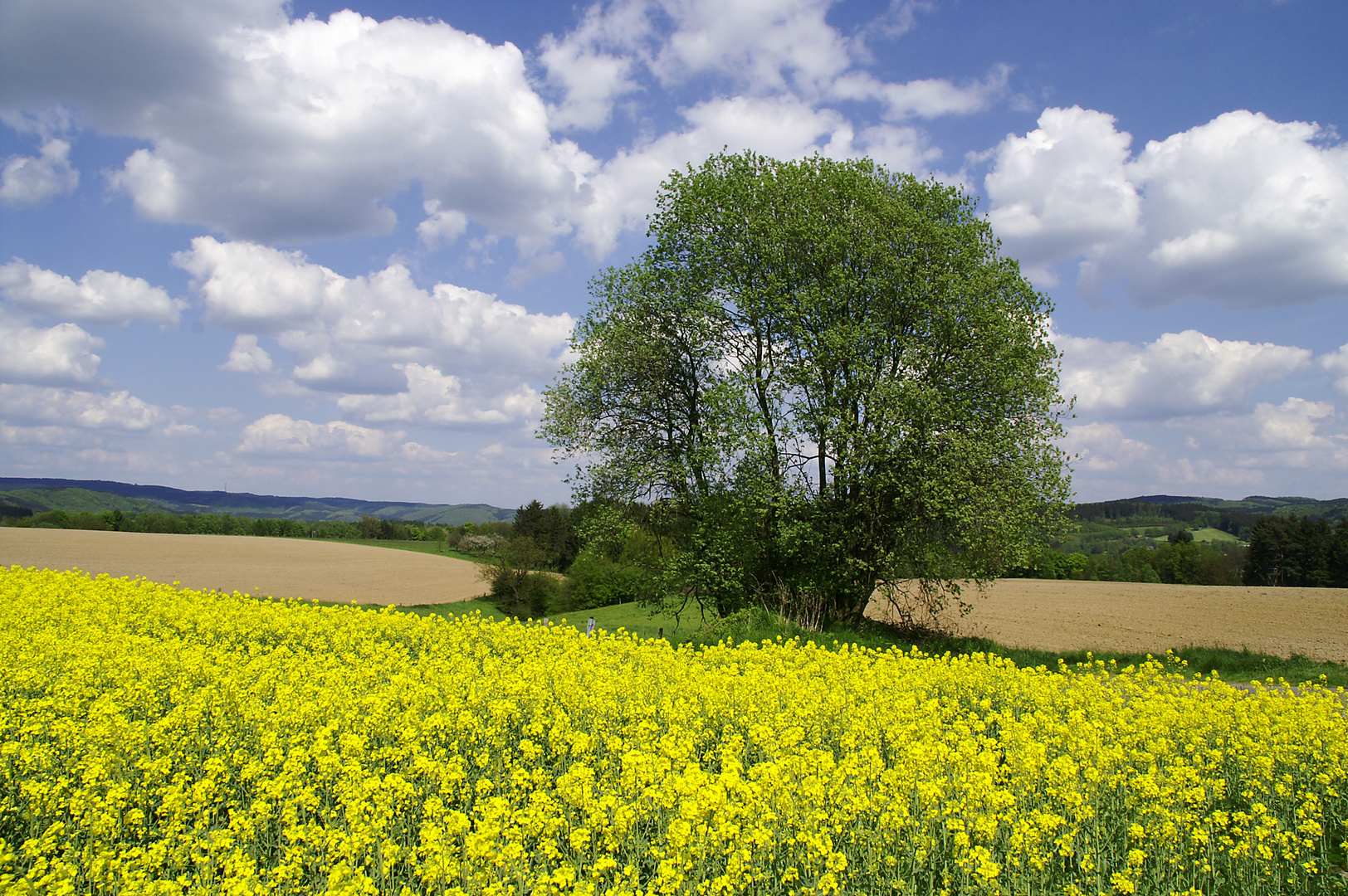 Frühling im Siegtal