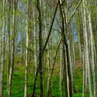 Frühling im Sihlwald