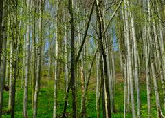 Frühling im Sihlwald