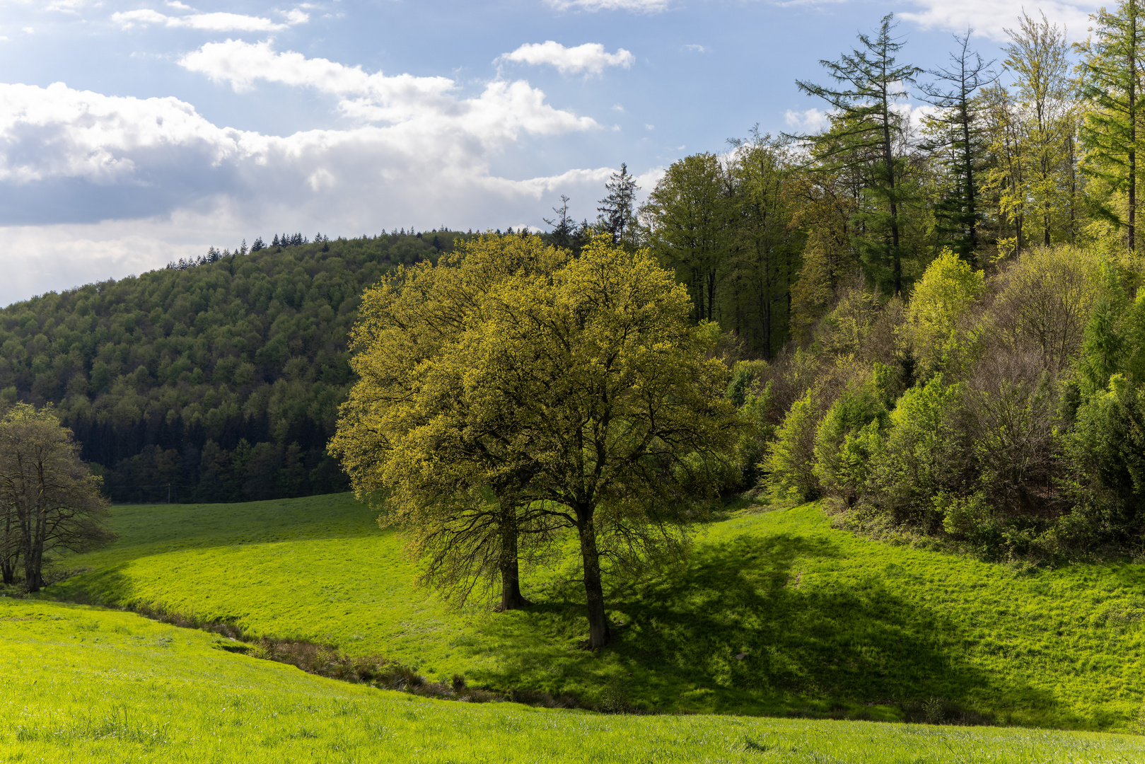 Frühling im Solling 