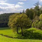 Frühling im Solling 