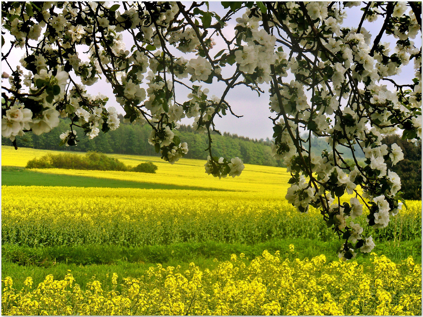 Frühling im Solling