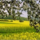 Frühling im Solling