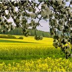 Frühling im Solling