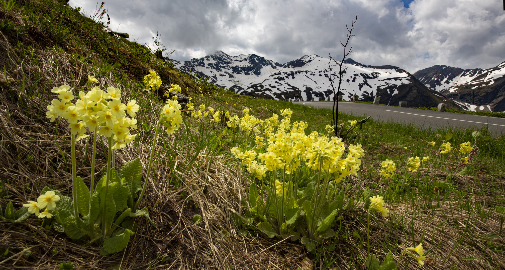 Frühling im Sommer auf 2200 Meter ü.d.M