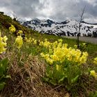 Frühling im Sommer auf 2200 Meter ü.d.M