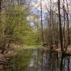 Frühling im Spandauer Forst