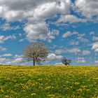 Frühling im Spessart