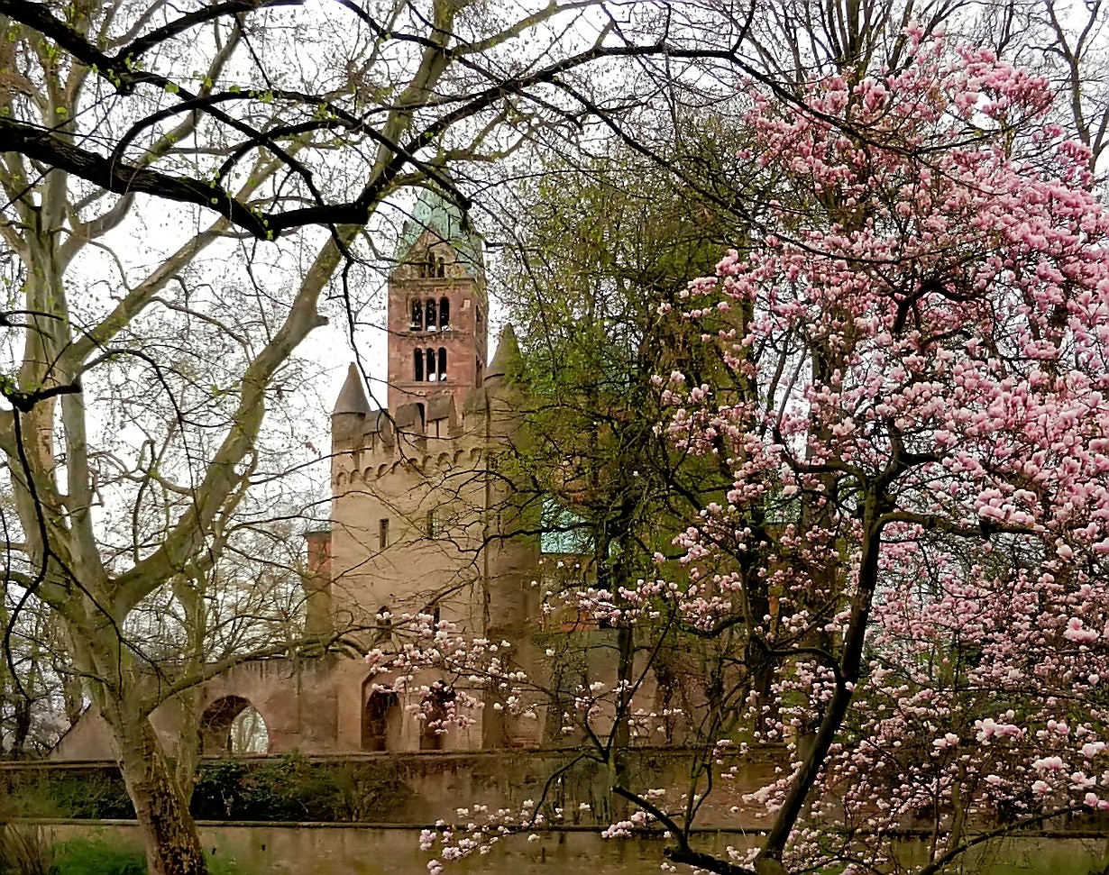 Frühling im Speyerer Domgarten