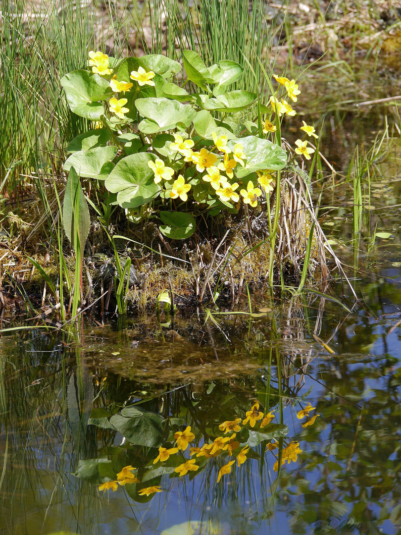 Frühling im Spiegel