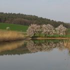 Frühling im Spiegel