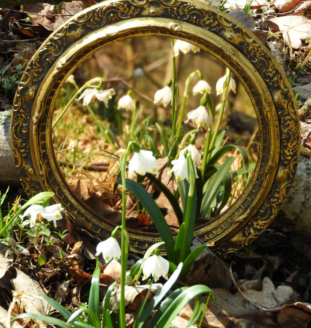 Frühling im Spiegel