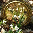 Frühling im Spiegel