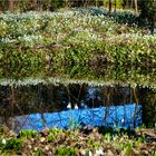 ... Frühling im Spiegelbild ...