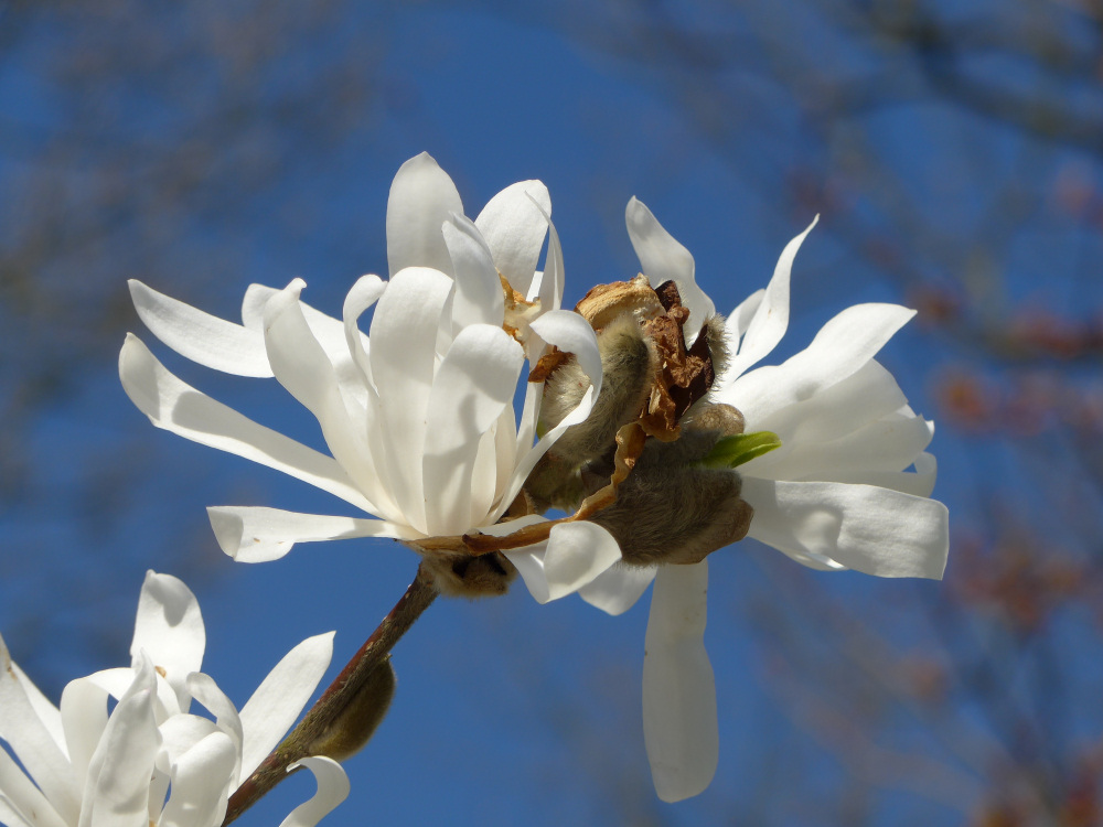 Frühling im Spreeauenpark 06