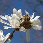 Frühling im Spreeauenpark 06