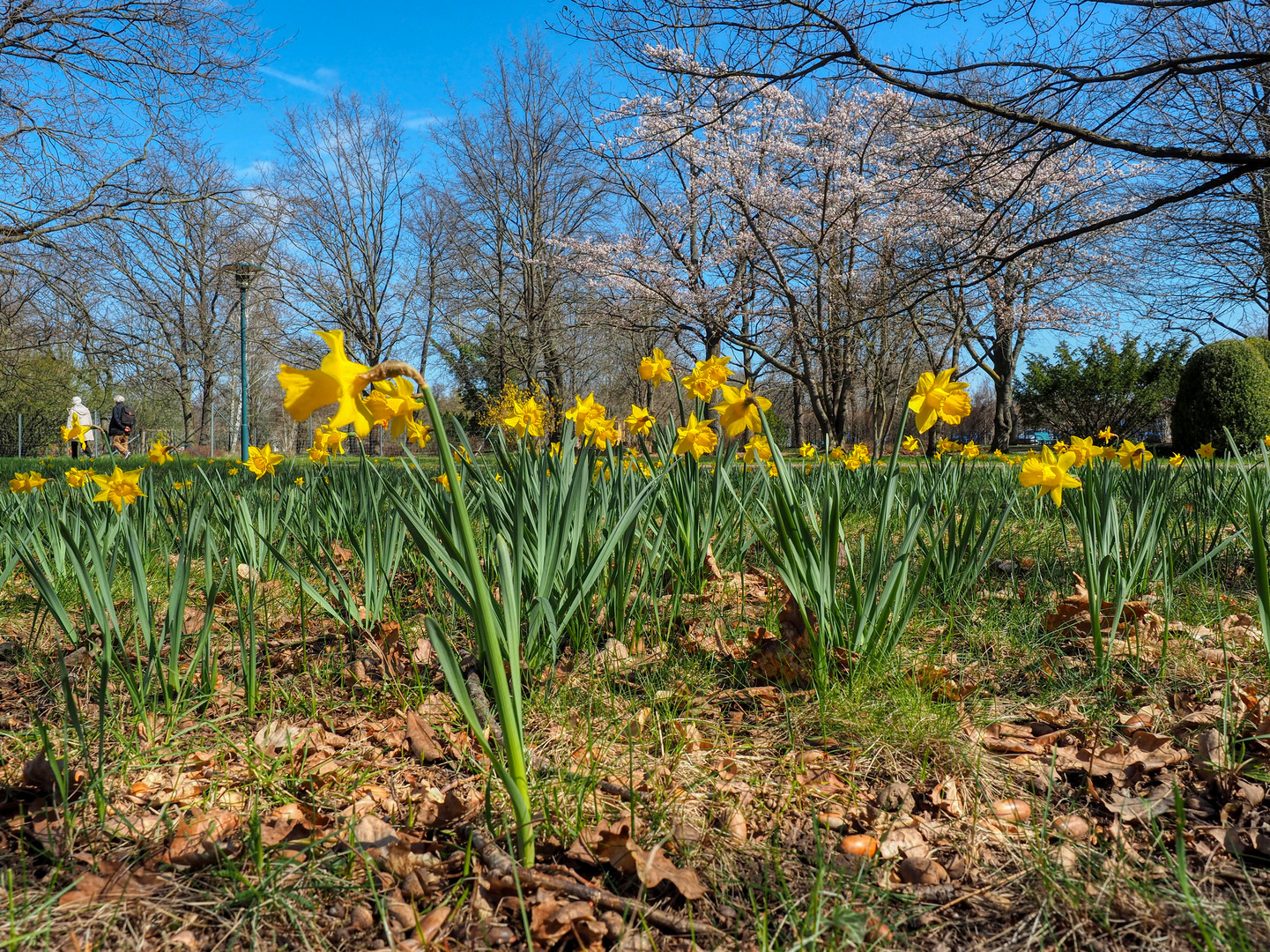 Frühling im Spreeauenpark