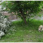 Frühling im Spreewald