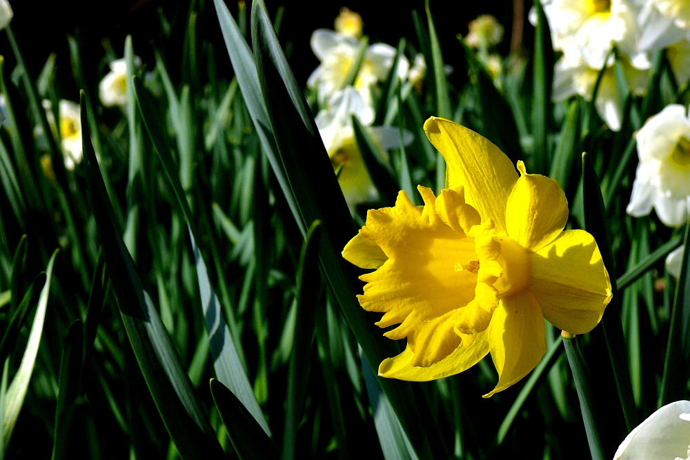 Frühling im Stadtgarten Vegesack