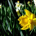 Frühling im Stadtgarten Vegesack