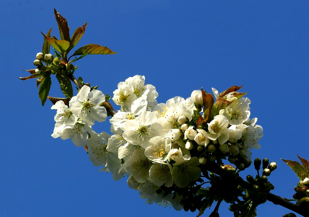 Frühling im Stadtgarten Vegesack