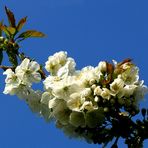 Frühling im Stadtgarten Vegesack