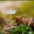 Frühling im Stadtpark