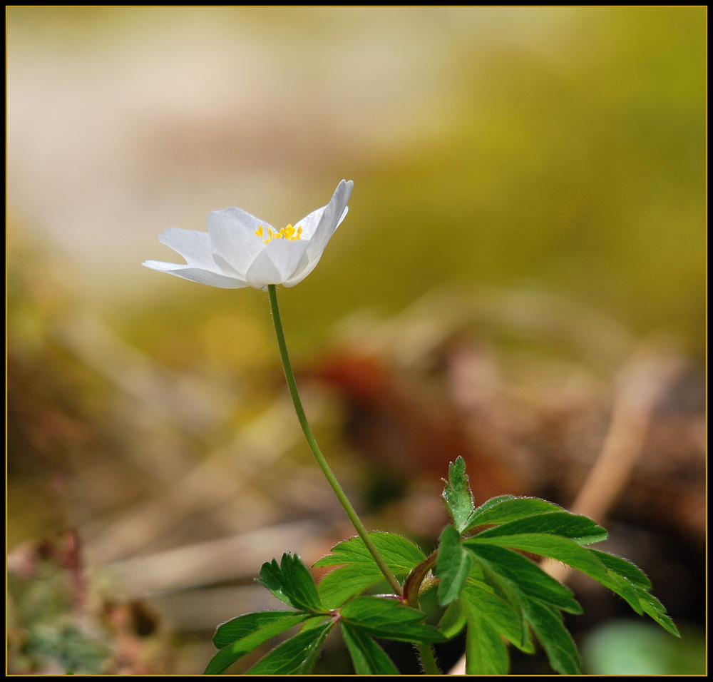 Frühling im Stadtpark