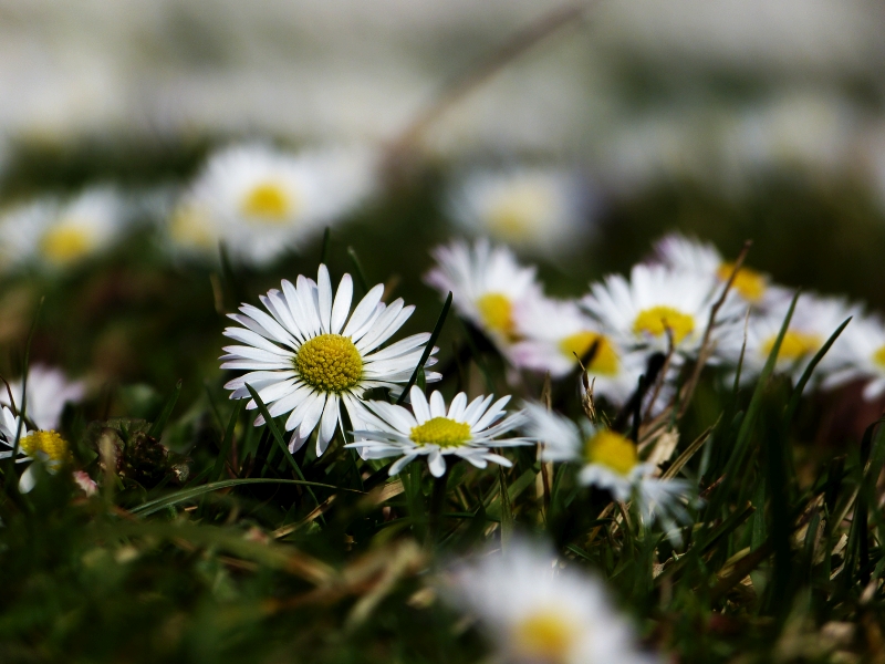 Frühling im Stadtpark