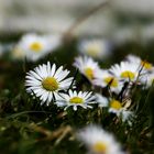 Frühling im Stadtpark