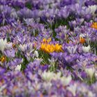 Frühling im Stadtpark