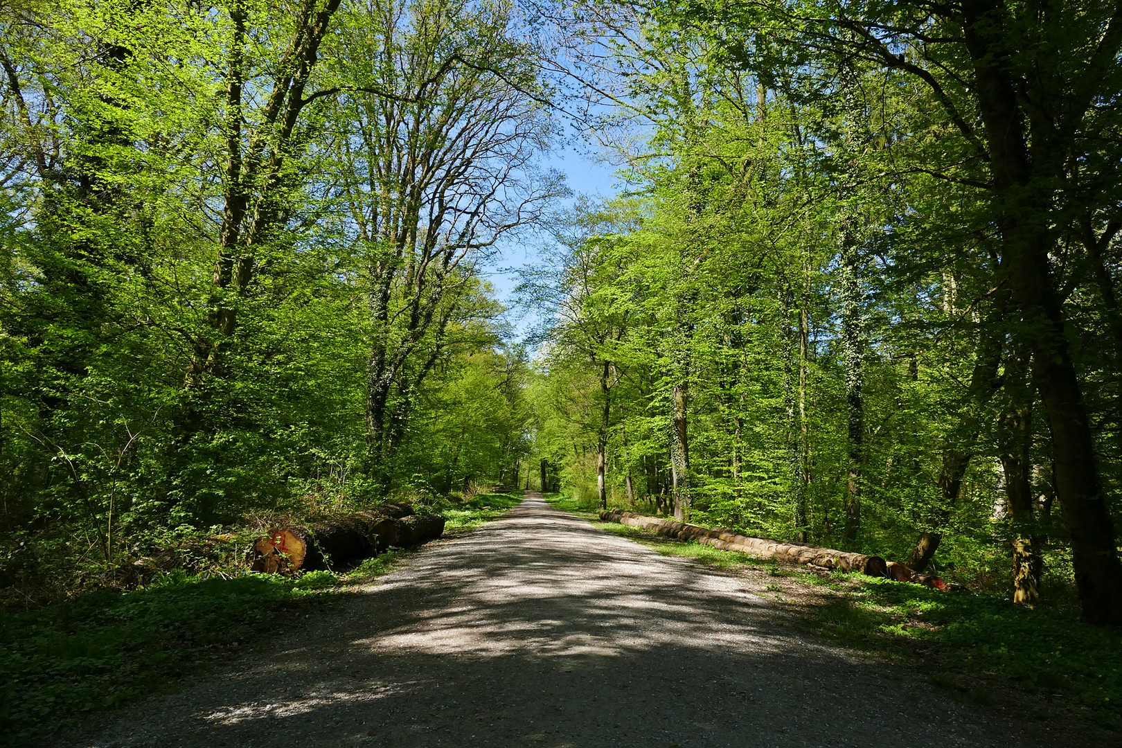 Frühling im Stadtwald...